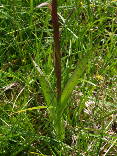 Dactylorhiza da determinare